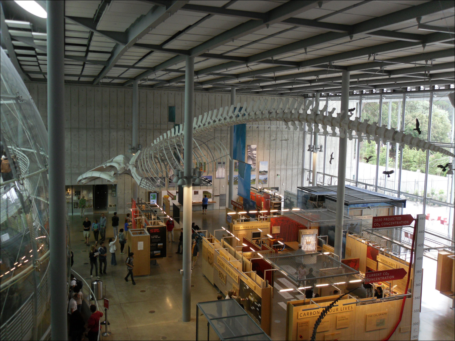 Sperm whale skeleton